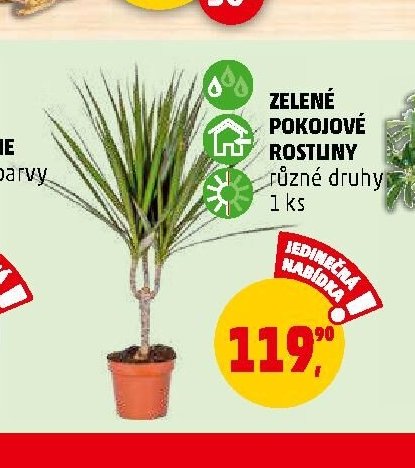 ZELENÉ POKOJOVÉ ROSTLINY