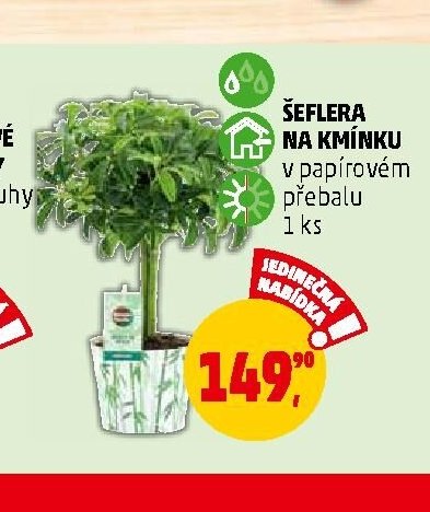 ŠEFLERA NA KMÍNKU