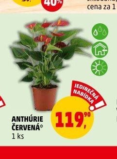 ANTHÚRIE ČERVENÁ