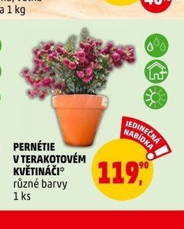 PERNÉTIE V TERAKOTOVÉM VĚTINÁČI