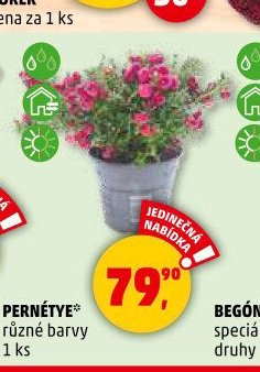 PERNÉTYE