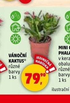 VÁNOČNÍ KAKTUS