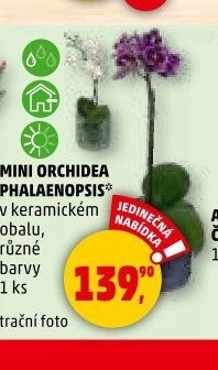 MINI ORCHIDEA PHALAENOPSIS