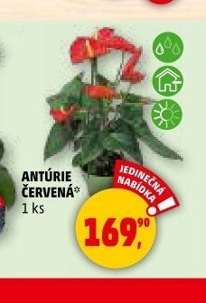 ANTÚRIE ČERVENÁ