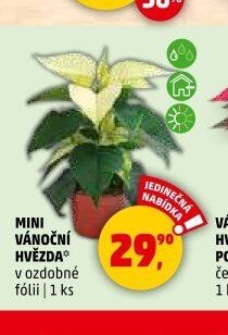MINI VÁNOČNÍ HVĚZDA