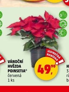 VÁNOČNÍ HVĚZDA POINSETIA
