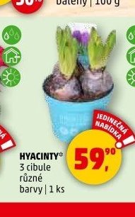 HYACINTY