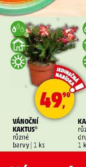 VÁNOČNÍ KAKTUS