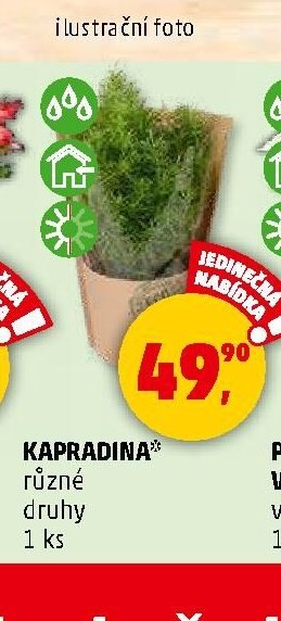 KAPRADINA