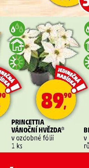 PRINCETTIA VÁNOČNÍ HVĚZDA