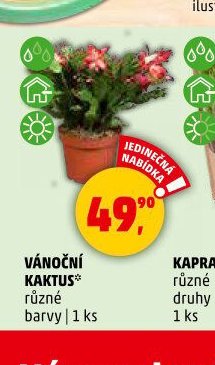 VÁNOČNÍ KAKTUS