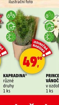 KAPRADINA