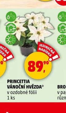 PRINCETTIA VÁNOČNÍ HVĚZDA