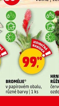 BROMÉLIE