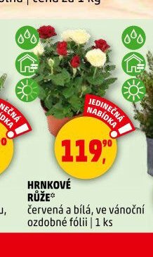 HRNKOVÉ RŮŽE