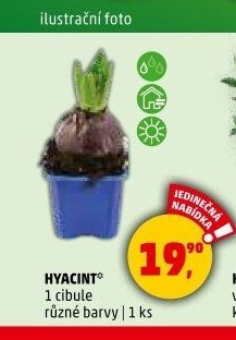 Hyacint