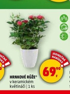 Hrncové růže