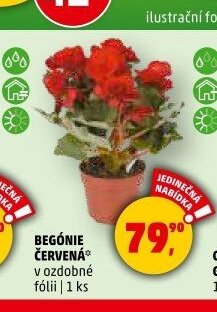 Begónie červená