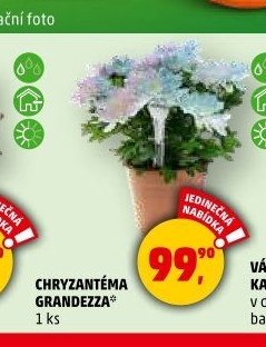 Chryzantéma Grandezza