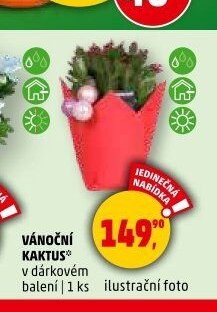 Vánoční kaktus