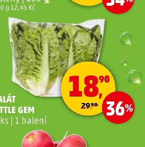 Salát Little Gem