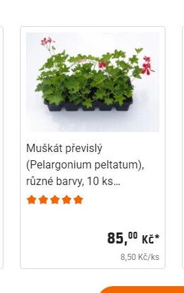 Muškát převislý (Pelargonium peltatum), různé barvy, 10 ks