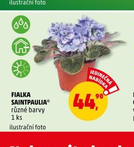 FIALKA SAINTPAULIA