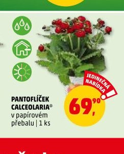 PANTOFLÍČEK CALCEOLARIA