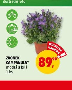 ZVONEK CAMPANULA