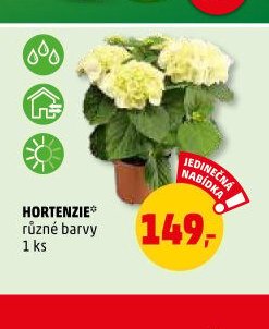HORTENZIE