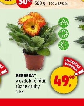 GERBERA