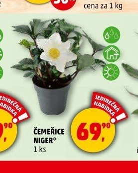 ČEMEŘICE NIGER