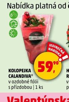 KOLOPEJKA CALANDIVA