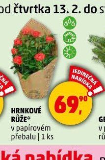 HRNKOVÉ RŮŽE