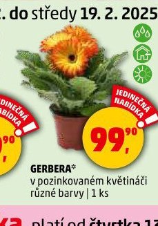 GERBERA