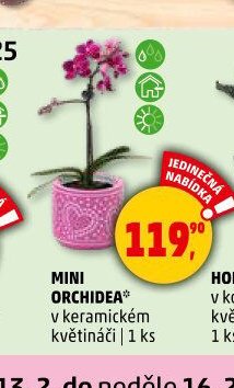MINI ORCHIDEA