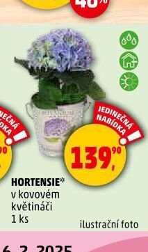 HORTENSIE
