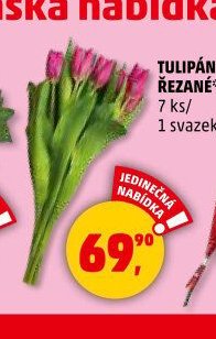 TULIPÁNY ŘEZANÉ