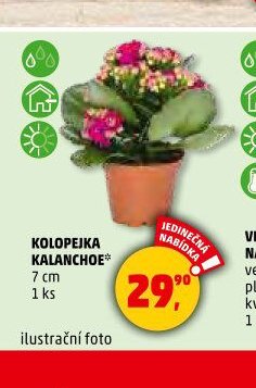 KOLOPEJKA KALANCHOE*