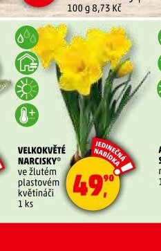 VELKOKVĚTÉ NARCISKY*
