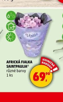 AFRICKÁ FIALKA SAINTPAULIA*