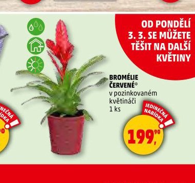 BROMÉLIE ČERVENÉ*