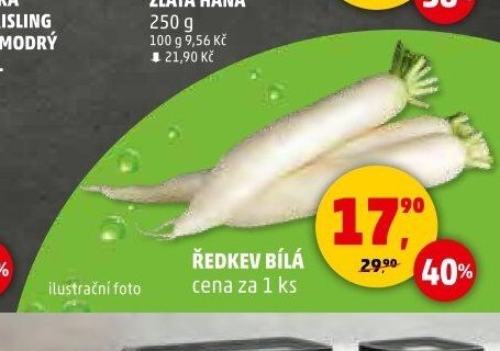 Ředkev bílá