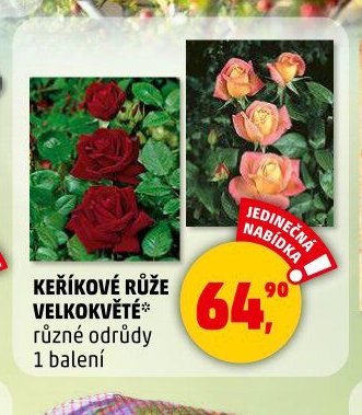 KEŘÍKOVÉ RŮŽE VELKOKVĚTÉ