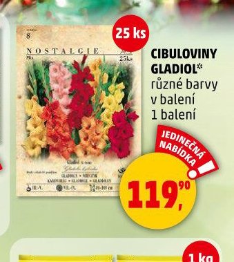 CIBULOVINY GLADIOL