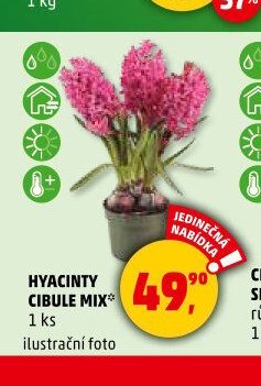 HYACINTY CIBULE MIX