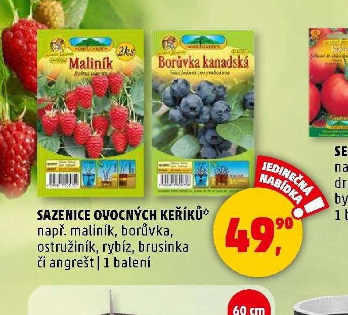 Sazenice ovocných keříků