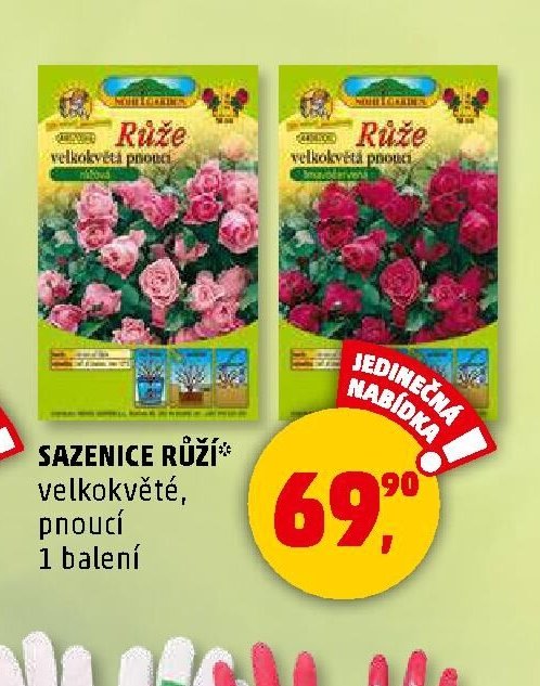 Sazenice růží