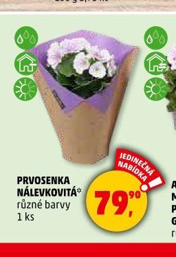 PRVOSENKA NÁLEVKOVITÁ