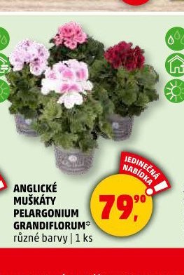 ANGLICKÉ MUŠKÁTY PELARGONIUM GRANDIFLORUM